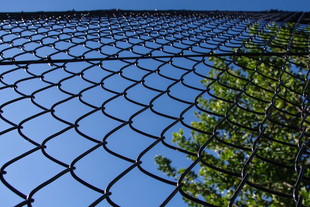 A close up of a chain link fence with a large tree and blue sky in the background